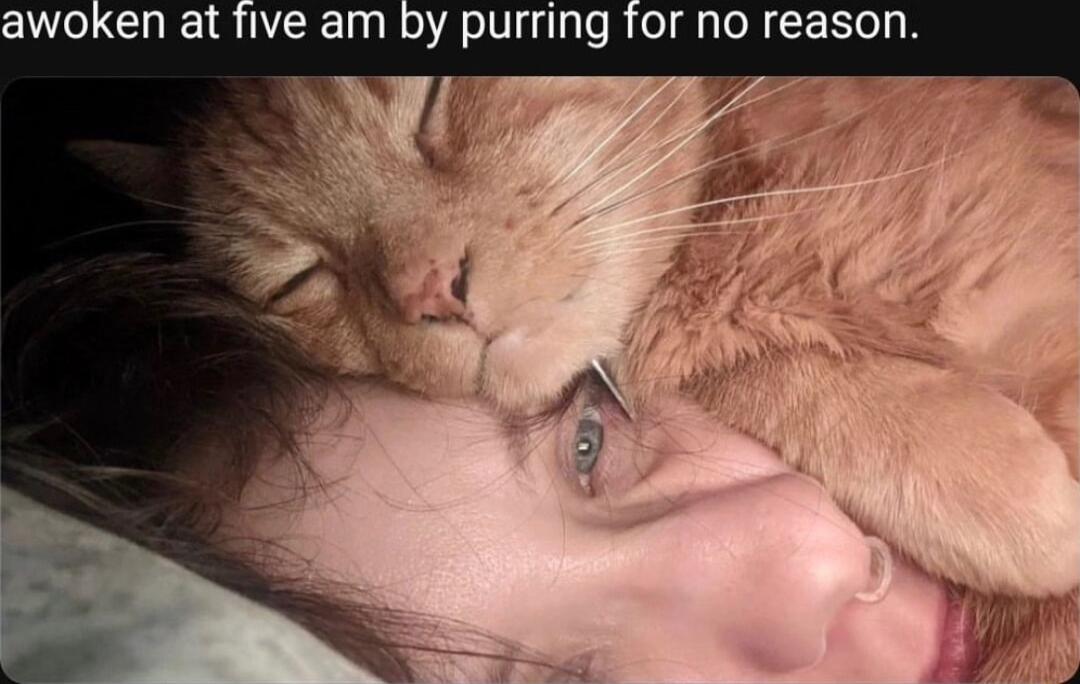 awoken at five am Dy purring for no reason
