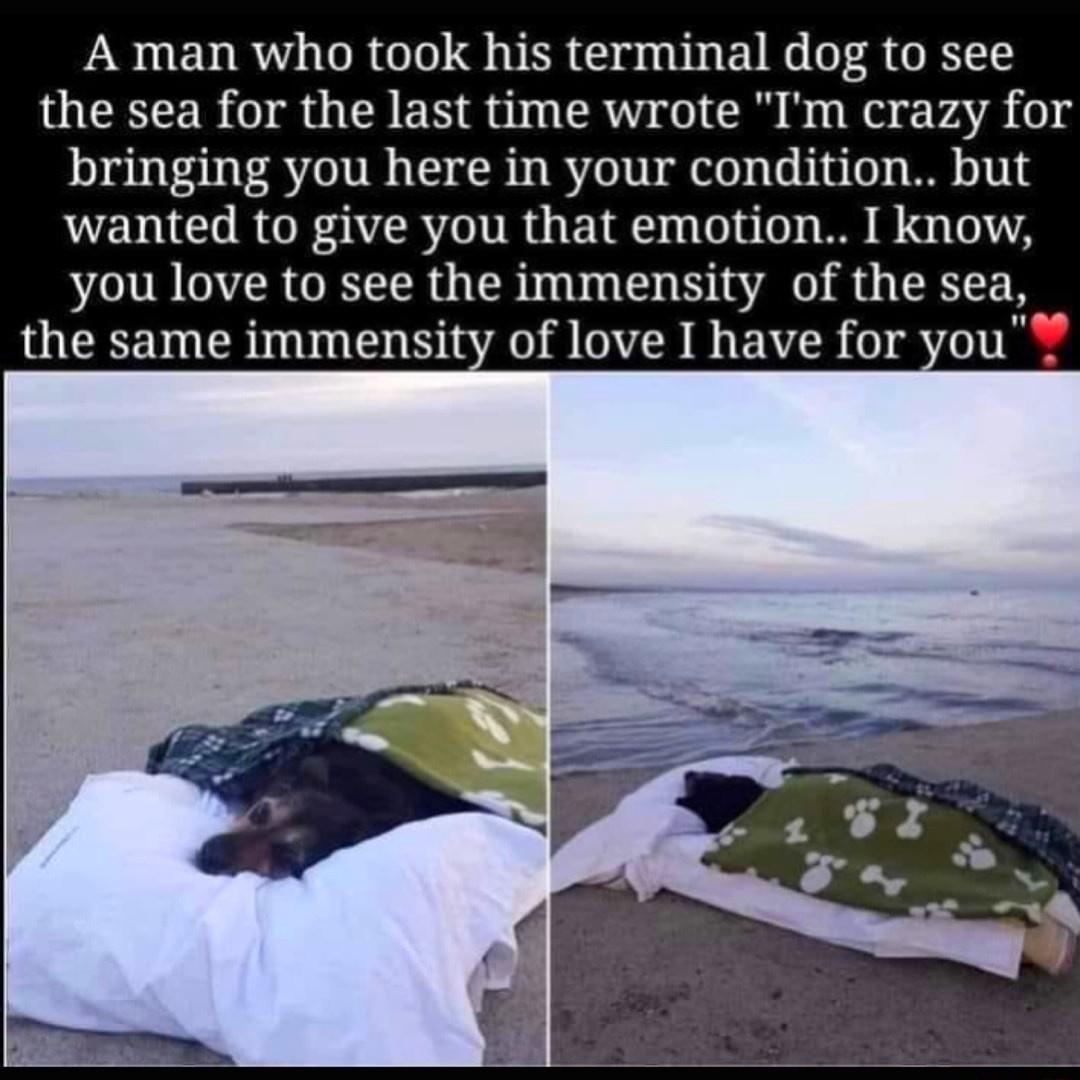A man who took his terminal dog to see the sea for the last time wrote Im crazy for bringing you here in your condition but wanted to give you that emotion I know you love to see the immensity of the sea the same immensity of love I have for you