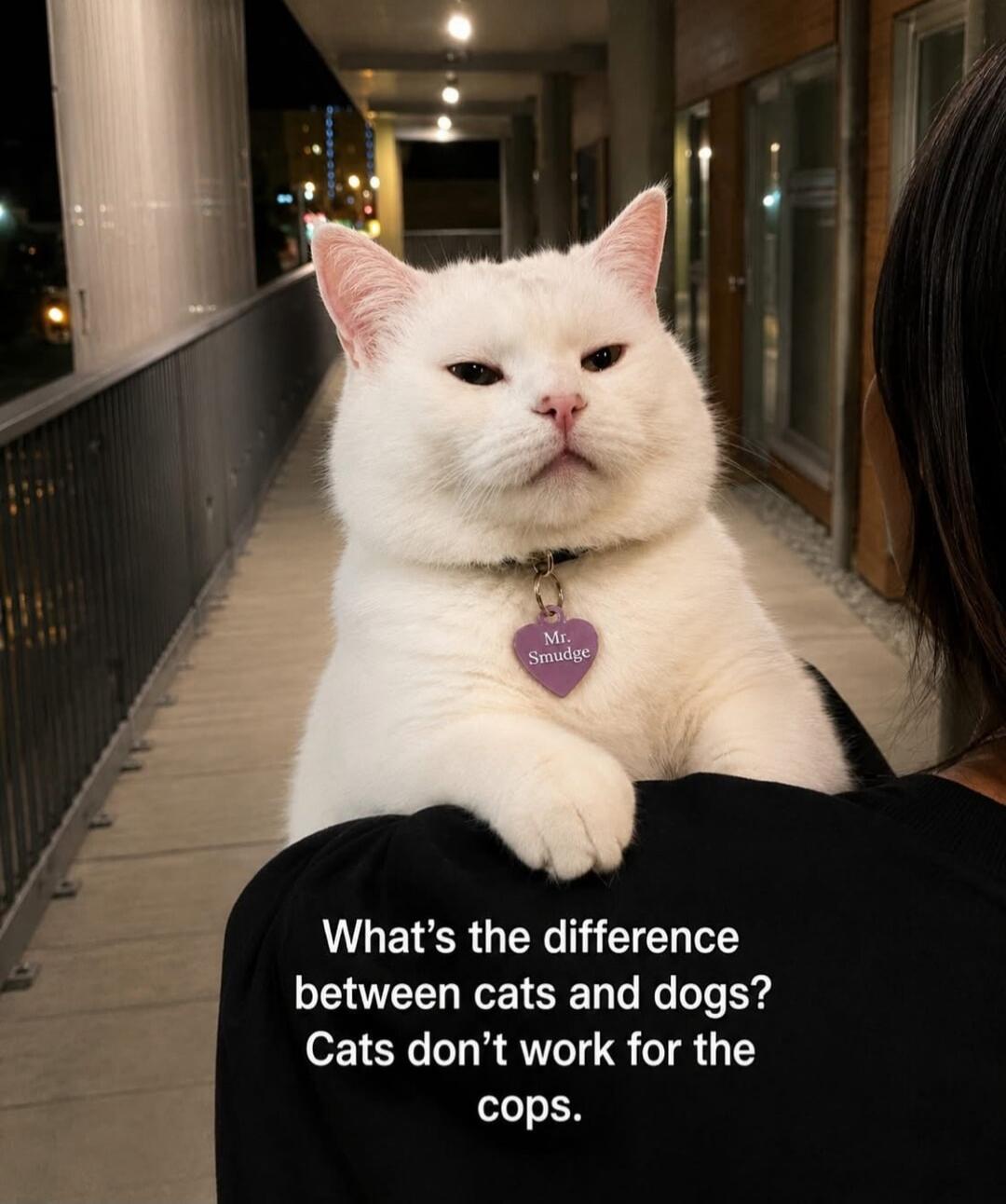 What's the difference between cats and dogs? Cats don't work for the cops. Mr. Smudge
