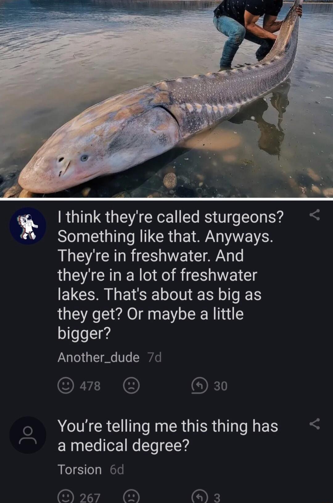 think theyre called sturgeons RGN TR GETTEITS Theyre in freshwater And theyre in a lot of freshwater lakes Thats about as big as they get Or maybe a little o eeId Another_dude 7d ORI OFKD Youre telling me this thing has a medical degree Torsion 6d 27 OF