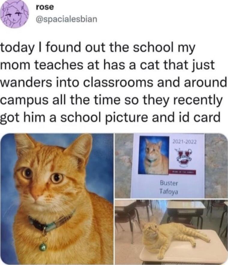 W rose spacialesbian today found out the school my mom teaches at has a cat that just wanders into classrooms and around campus all the time so they recently got him a school picture and id card
