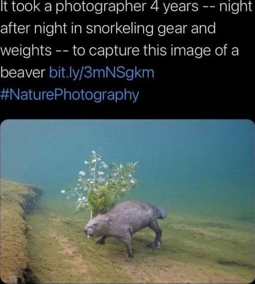 Qtelel NolglojteelgTolal ARV SRS ple ol after night in snorkeling gear and weights to capture this image of a beaver bitly3mNSgkm ANETOCI R pTeleegTola