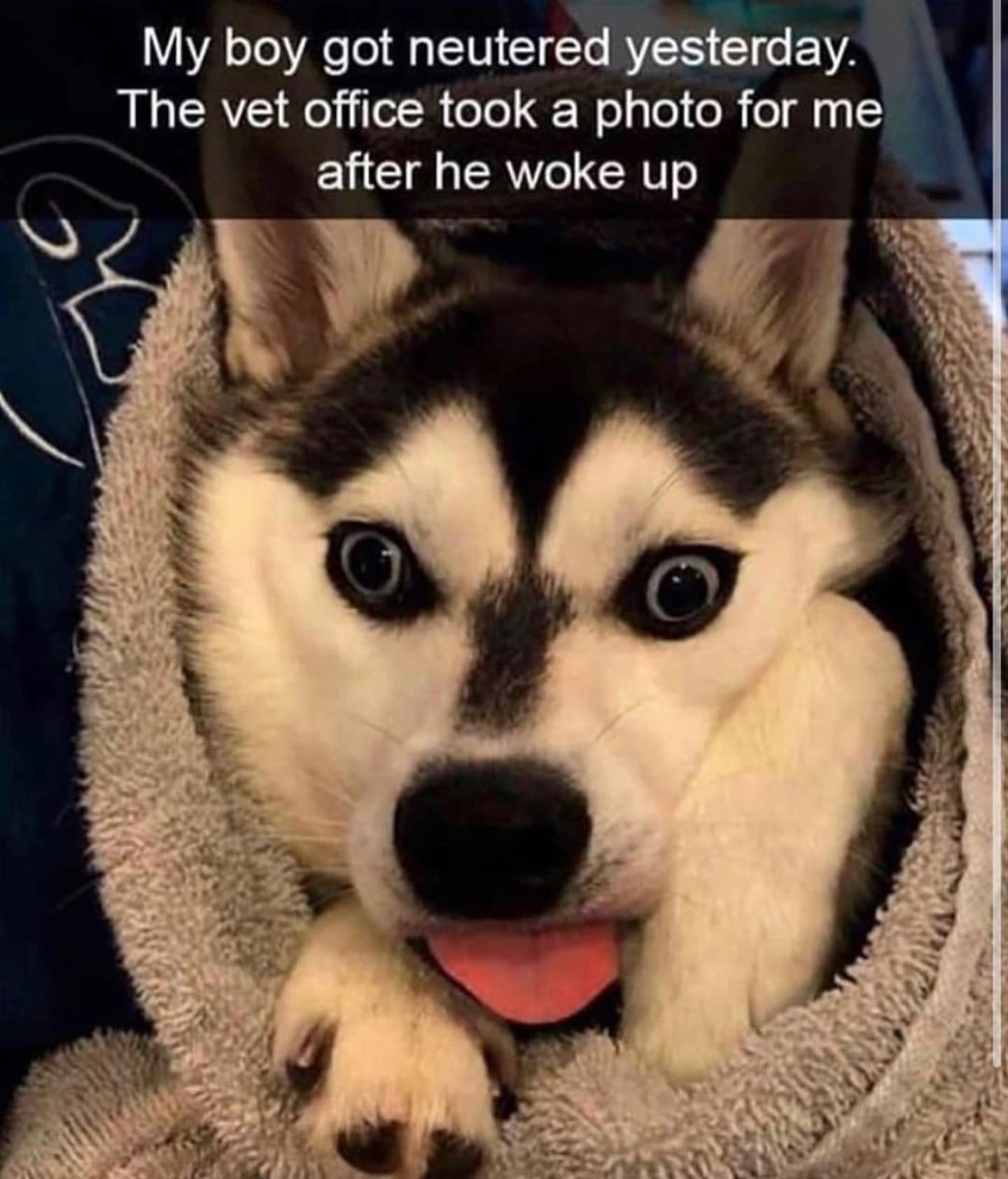 VYA oToAeel1 neutereiesrday The vet office took a photo for me after he woke up