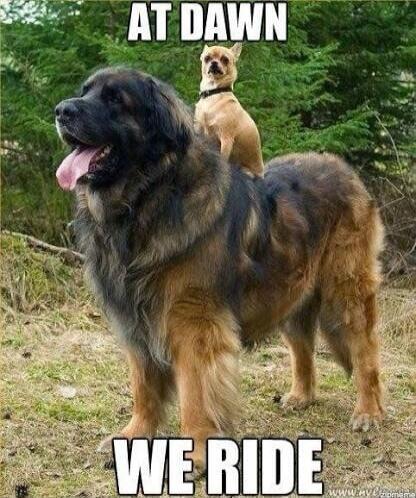 AT DAWN WE RIDE. A small chihuahua dog is riding on the back of a large, fluffy dog, possibly a Leonberger, in a grassy outdoor setting with trees in the background. The large dog has its tongue out, appearing happy, while the smaller dog looks alert and determined.