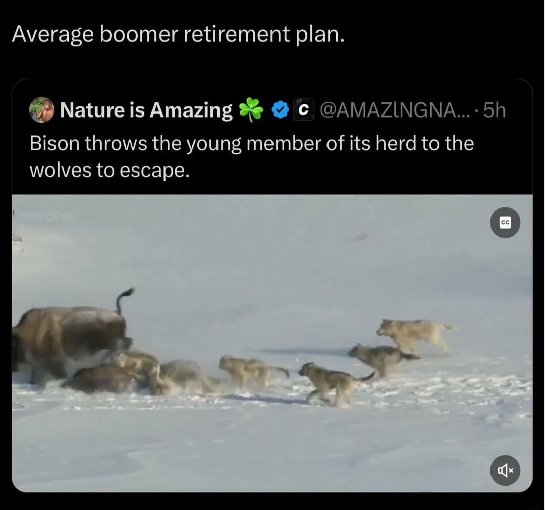 Average boomer retirement plan Nature is Amazing 3 AMAZINGNA Bison throws the young member of its herd to the wolves to escape