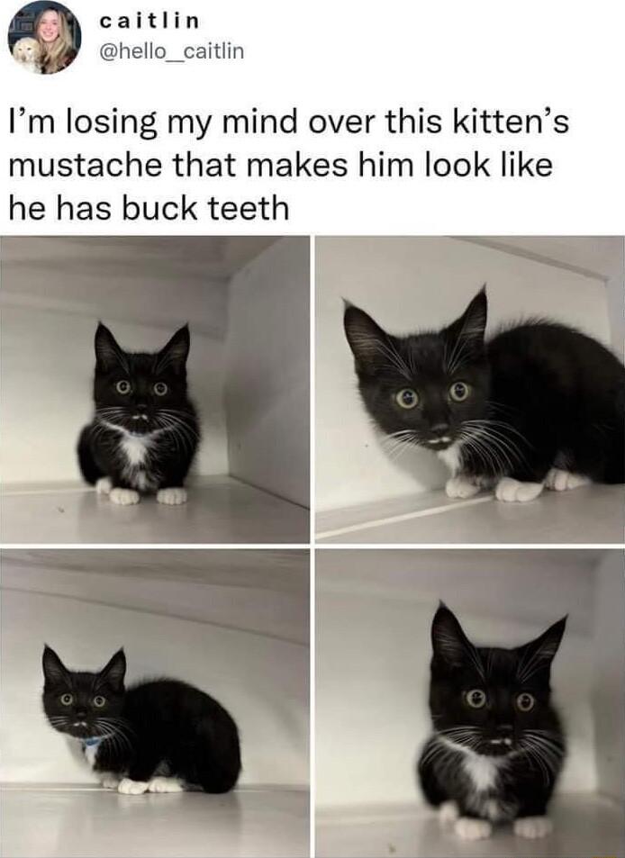 caitlin y chello_caitlin Im losing my mind over this kittens mustache that makes him look like he has buck teeth