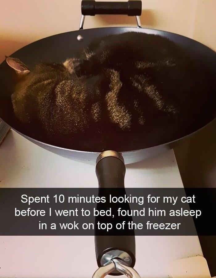Spent 10 minutes looking for my cat before went to bed found him asleep in a wok on top of the freezer