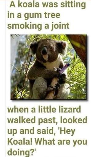 A koala was sitting in a gum tree smoking a joint o when a little lizard walked past looked up and said Hey Koala What are you doing