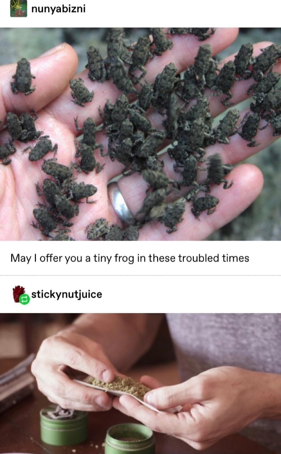 May offer you a tiny frog in these troubled times B stickynutjuice