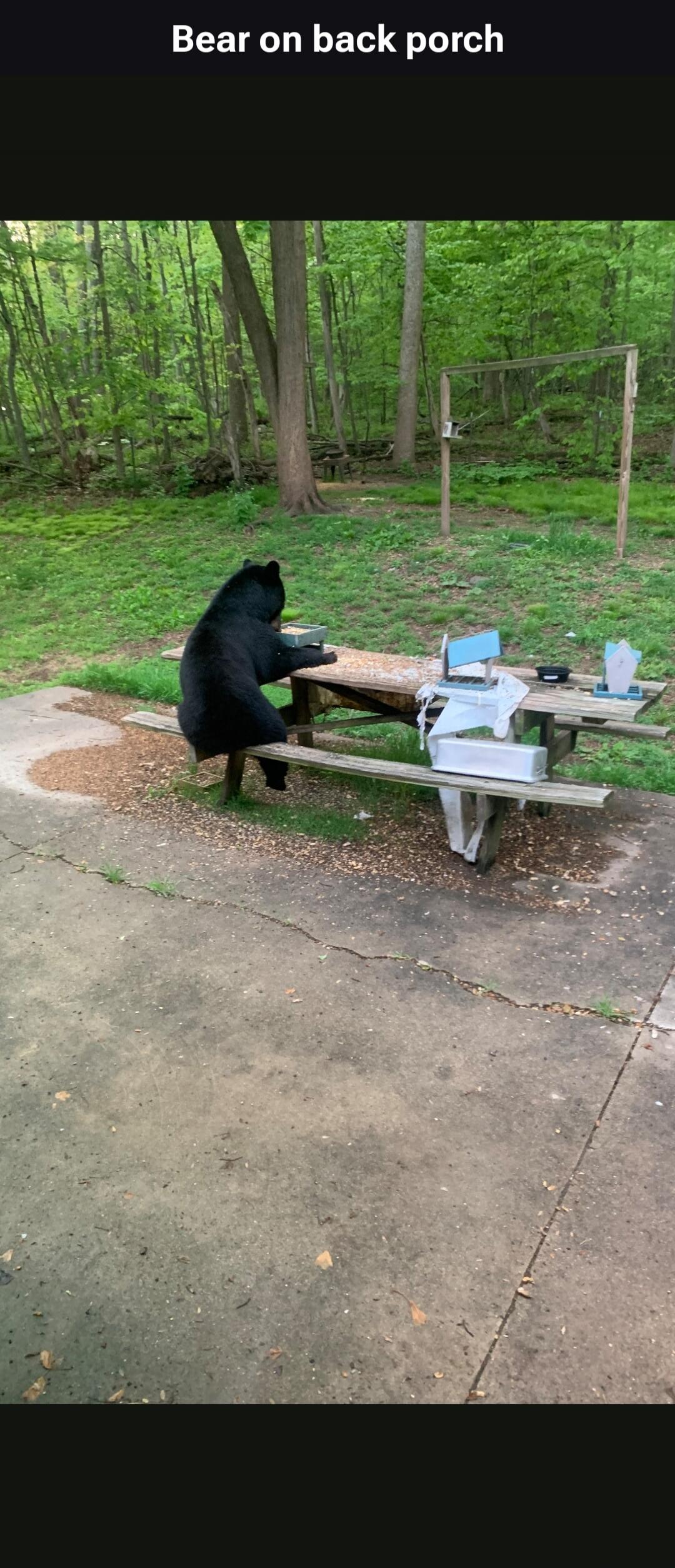 Bear on back porch
