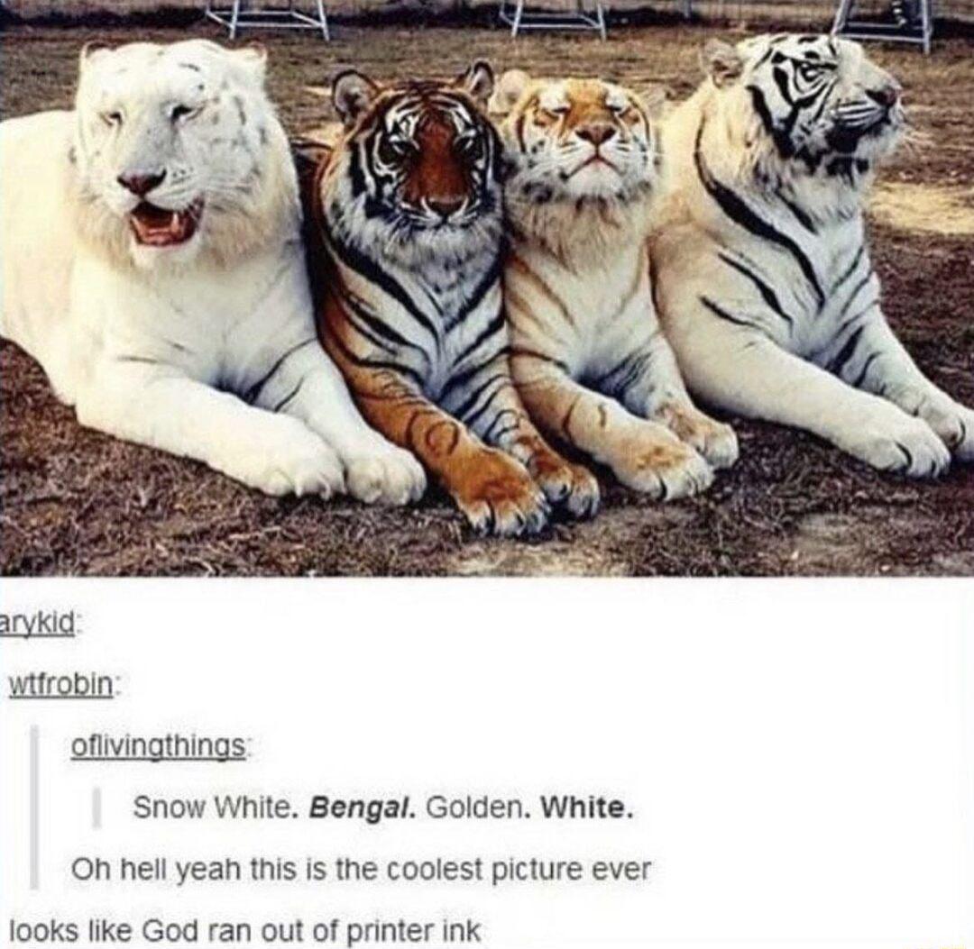 oflivingthings Snow White Bengal Golden White Oh hell yeah this is the coolest picture ever looks like God ran out of printer ink