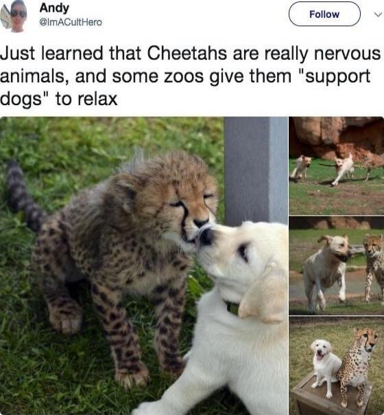Just learned that Cheetahs are really nervous animals, and some zoos give them 