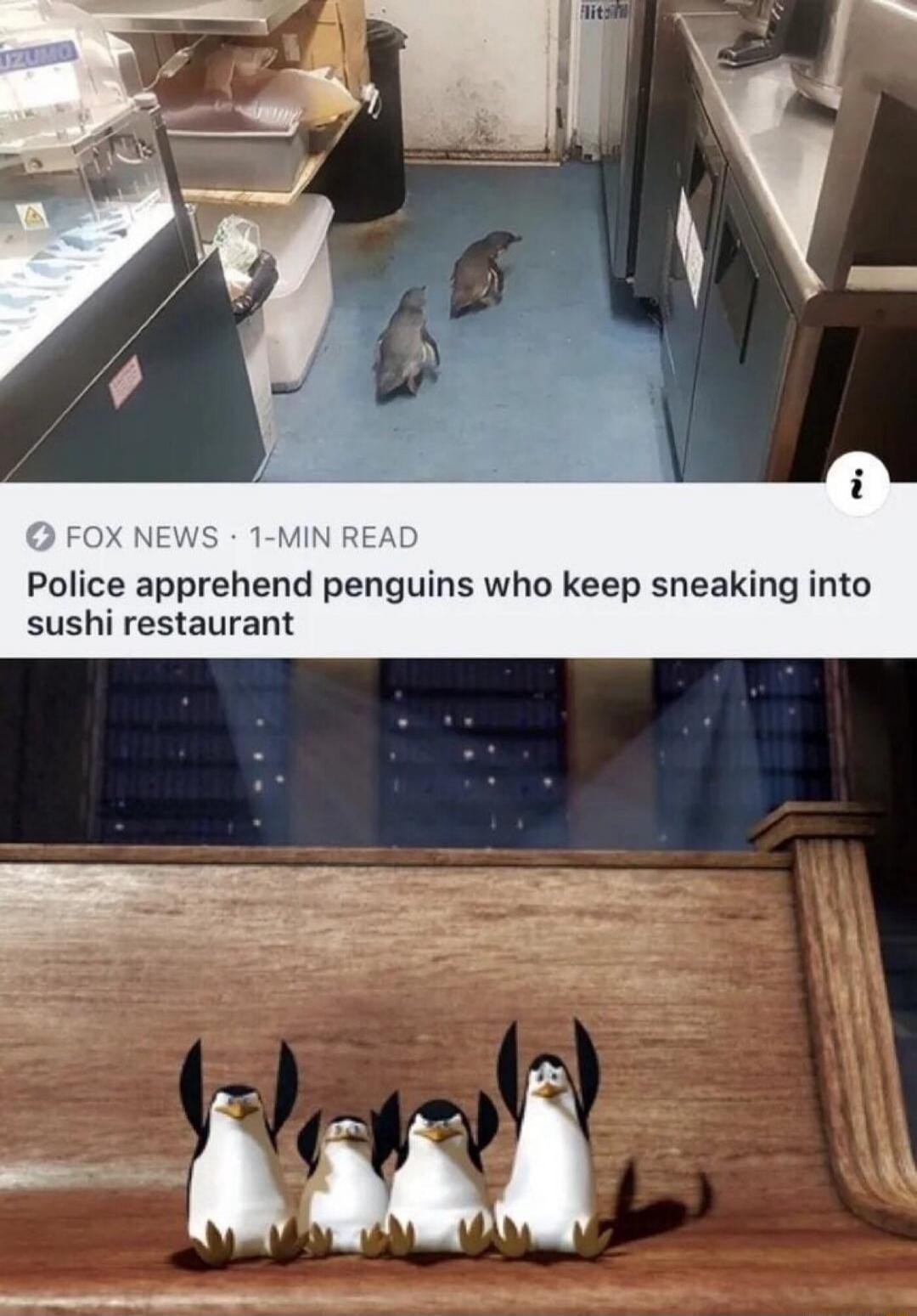 FOX NEWS 1-MIN READ Police apprehend penguins who keep sneaking into sushi restaurant. The image shows two real penguins in a kitchen setting and four animated penguins from Madagascar sitting on a bench with their flippers raised, implying they are the culprits.