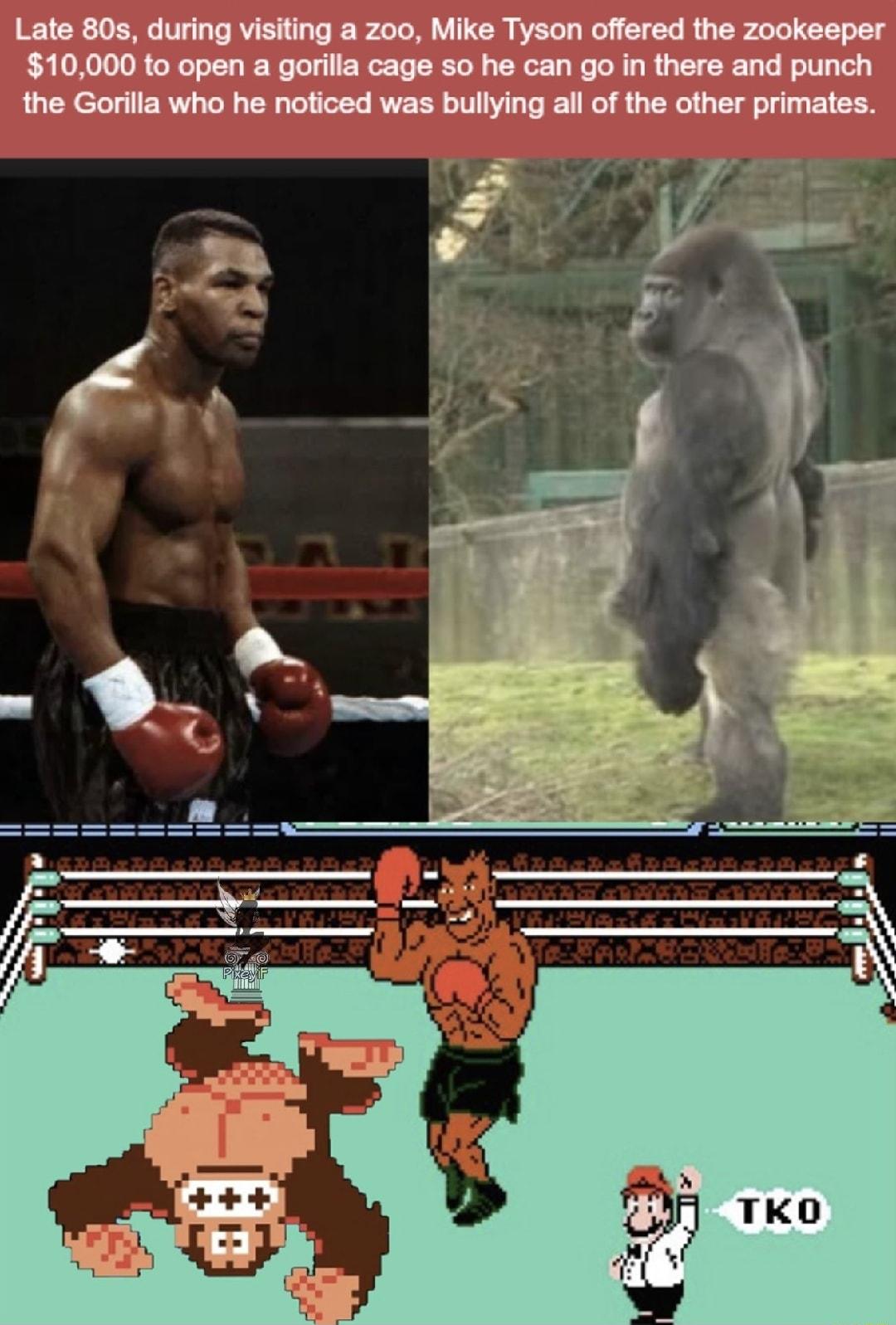 Late 80s during visiting a zoo Mike Tyson offered the zookeeper 10000 to open a gorilla cage so he can go in there and punch the Gorilla who he noticed was bullying all of the other primates L__ _ Pl