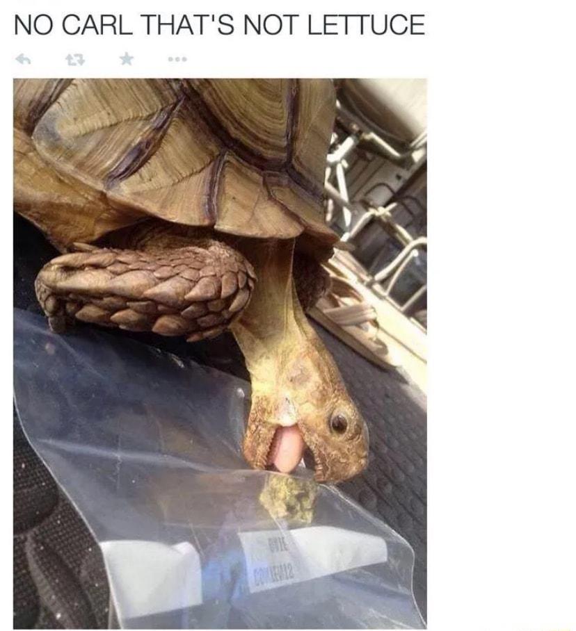 NO CARL THATS NOT LETTUCE