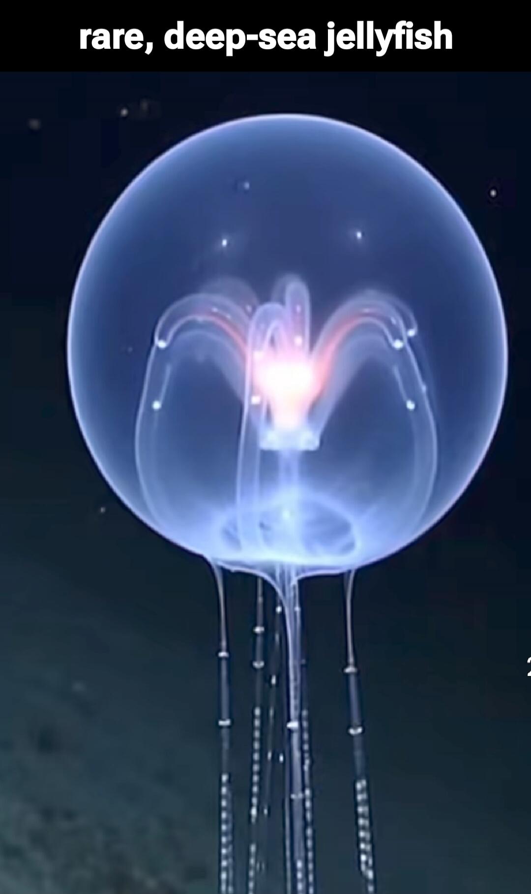 rare, deep-sea jellyfish