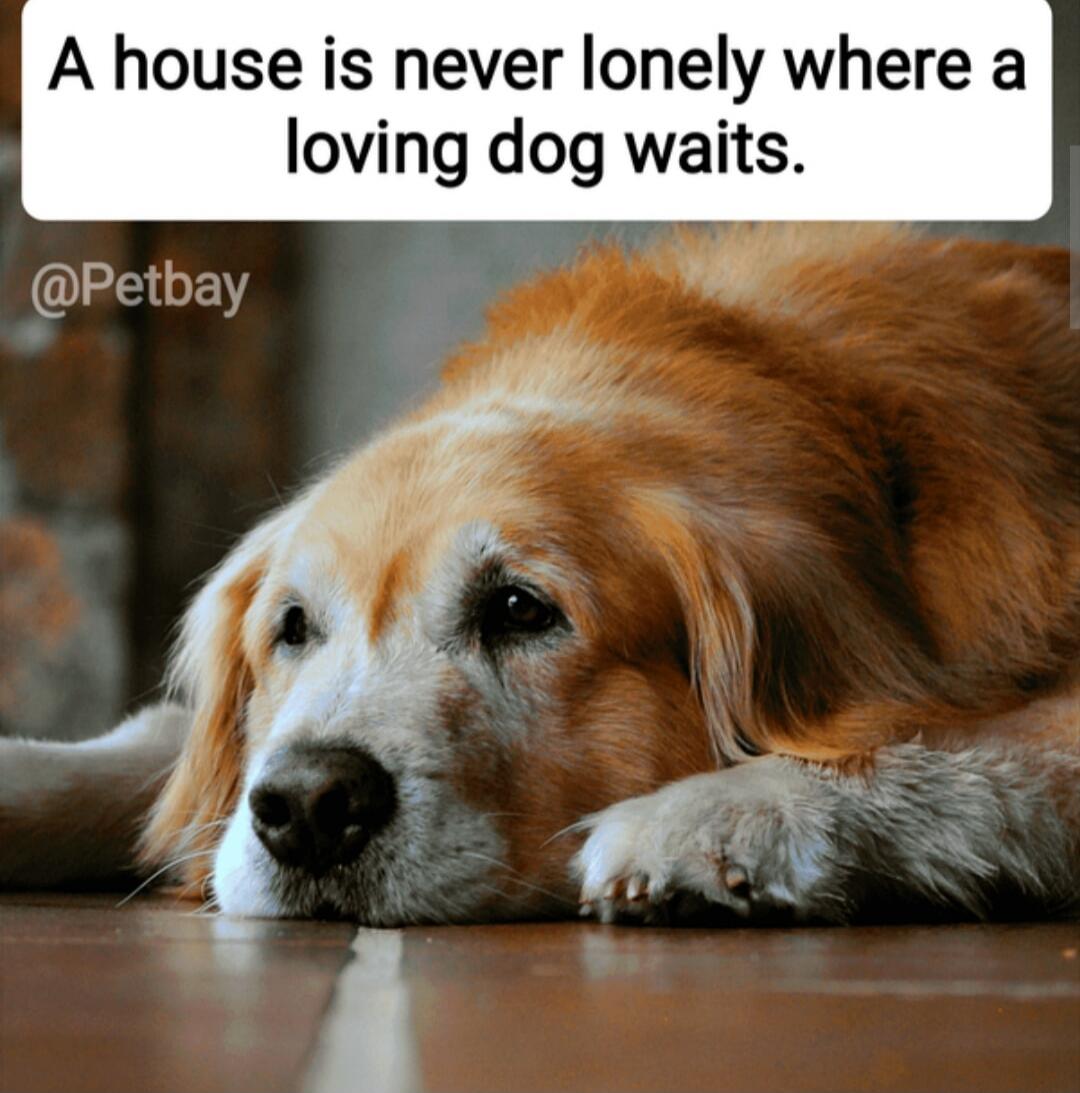 A house is never lonely where a loving dog waits. @Petbay
