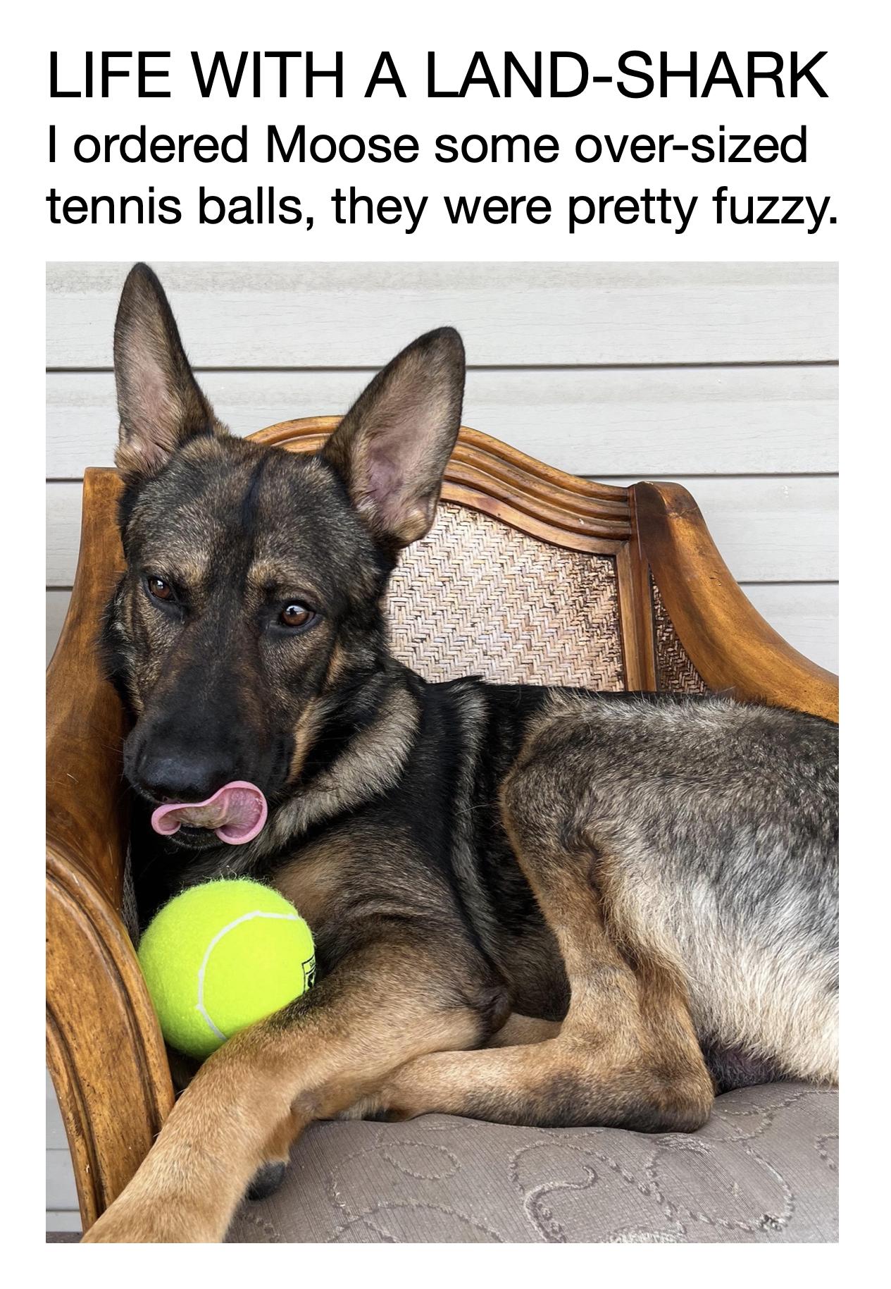 LIFE WITH A LAND SHARK ordered Moose some over sized tennis balls they were pretty fuzzy