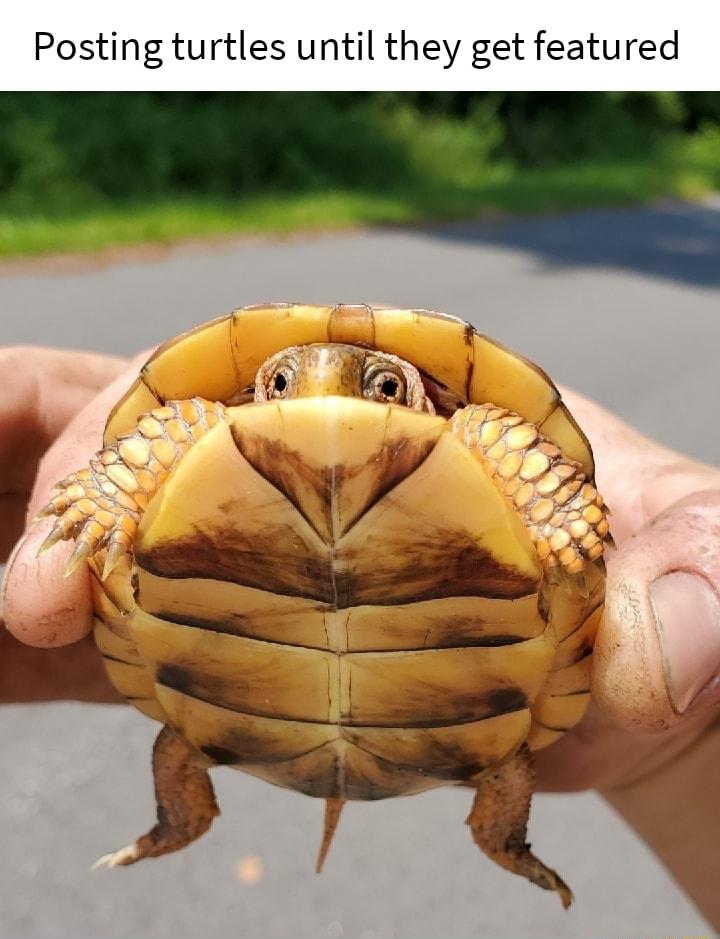 Posting turtles until they get featured P Ag n v
