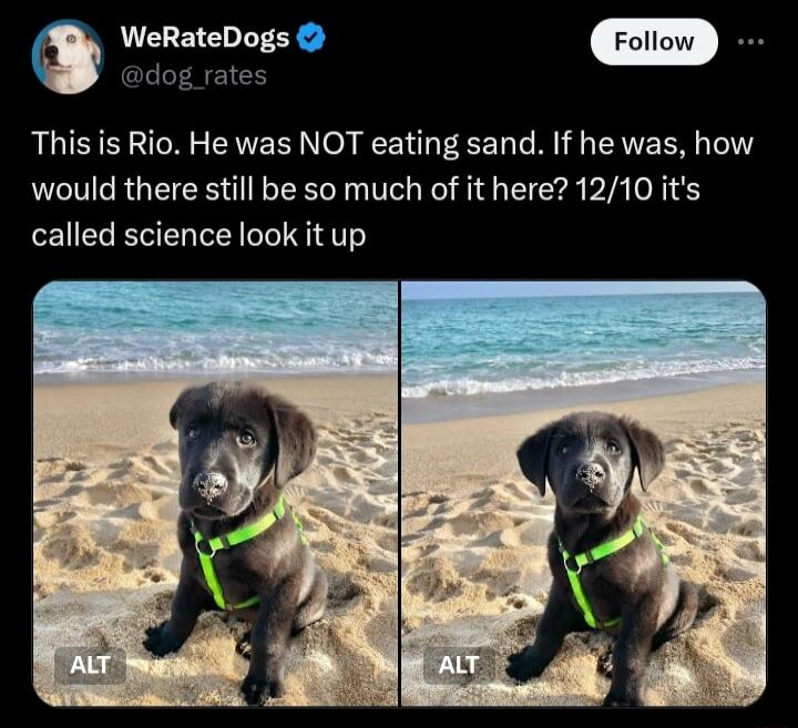 L WeRateDogs dog rates This is Rio He was NOT eating sand If he was how LCTRRGEERBER I T I S G CIEa b called science look it up