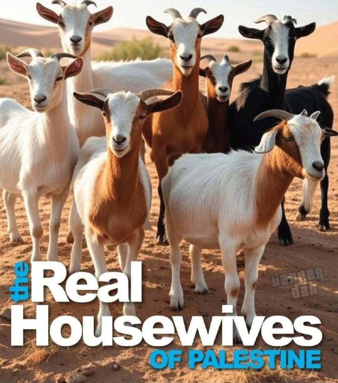 the Real Housewives of Palestine