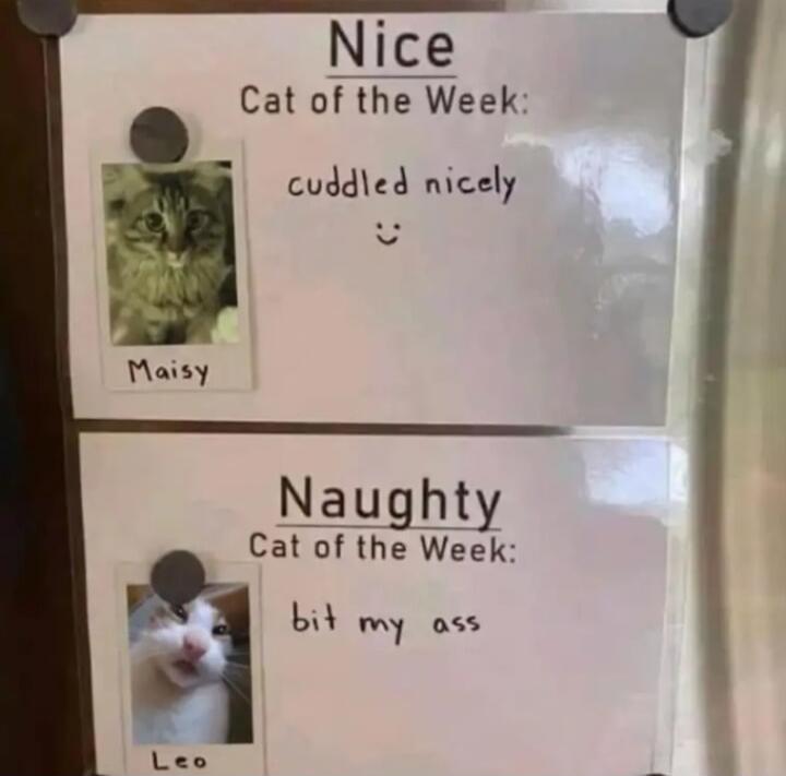 Nice Cat of the Week: Maisy cuddled nicely :) Naughty Cat of the Week: Leo bit my ass