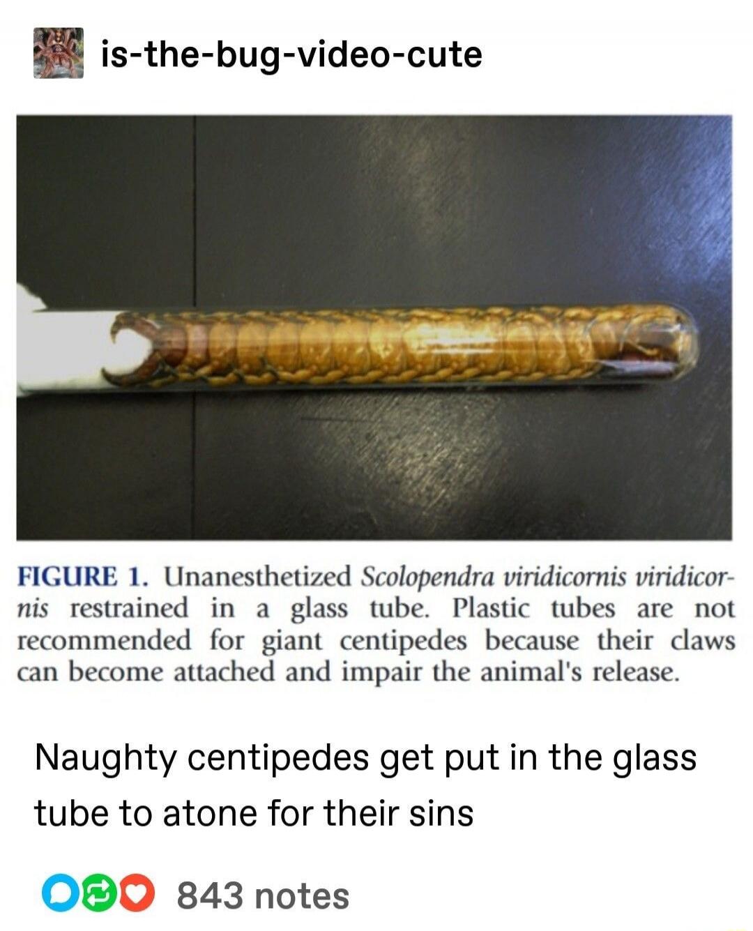 is-the-bug-video-cute. FIGURE 1. Unanesthetized Scolopendra viridicornis viridicornis restrained in a glass tube. Plastic tubes are not recommended for giant centipedes because their claws can become attached and impair the animal's release. Naughty centipedes get put in the glass tube to atone for their sins. 843 notes.