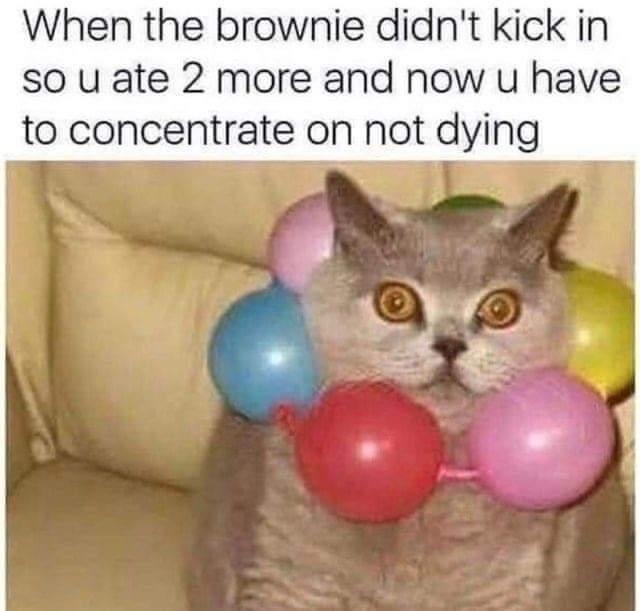 When the brownie didnt kick in S0 u ate 2 more and now u have