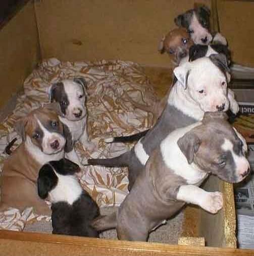 A group of small puppies in a wooden box, some peeking over the edge.