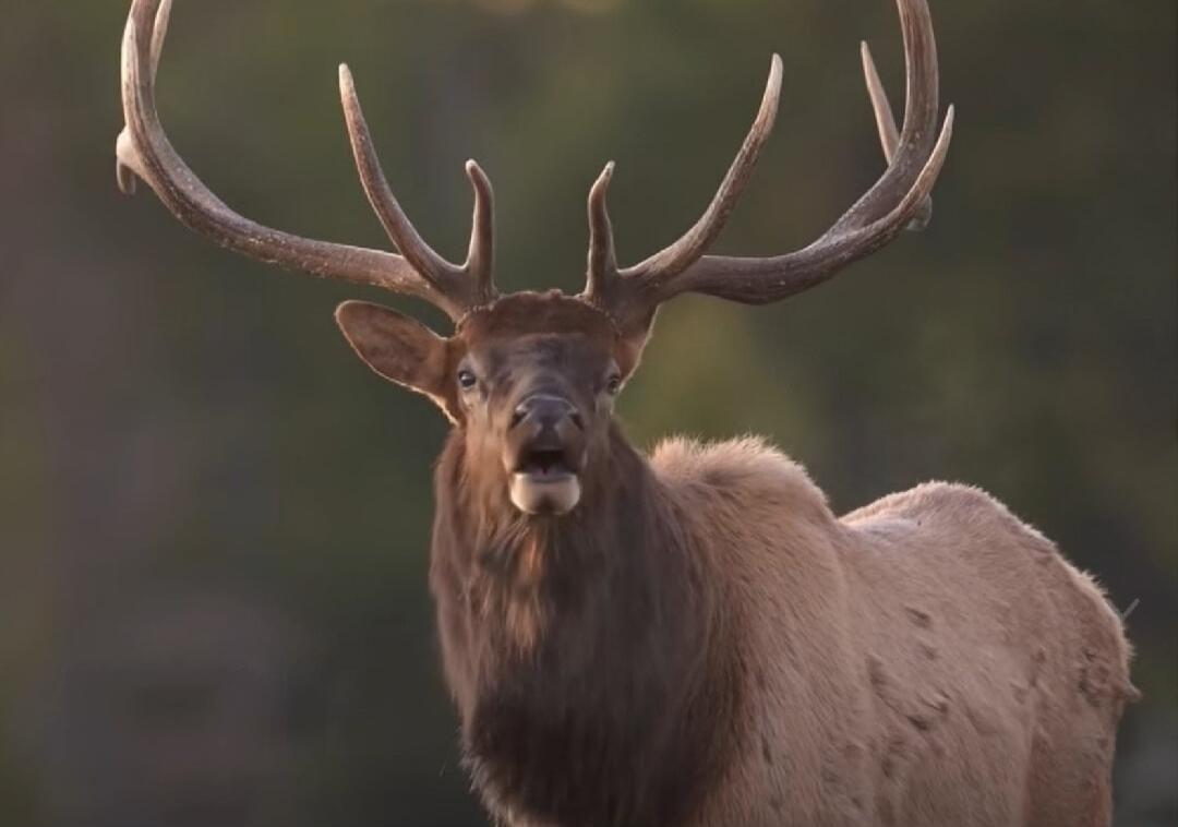 A deer with large antlers standing in a natural setting.
