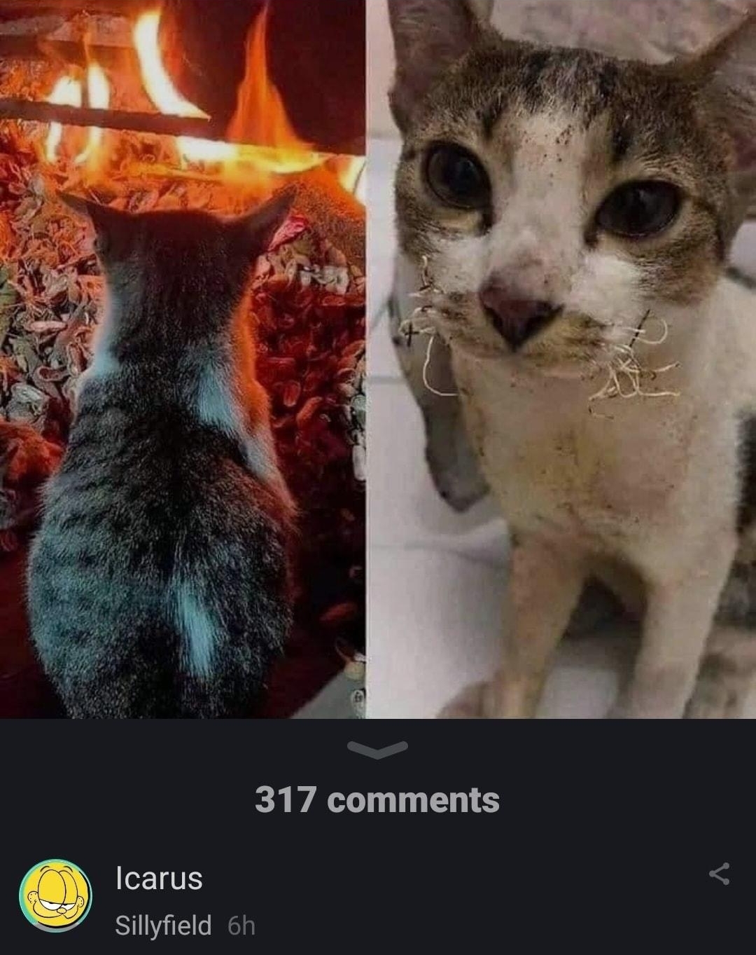 O Garfields_Fat_Juicy_Cock subscribe 317 comments Icarus sillyfield 6h 756 O