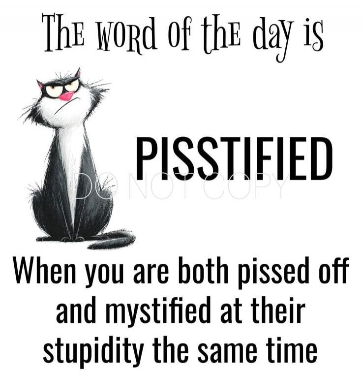 The word of the day is PISSTIFIED
When you are both pissed off and mystified at their stupidity the same time