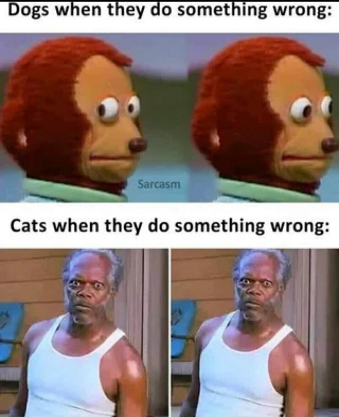 Dogs when they do something wrong: Sarcasm Cats when they do something wrong: