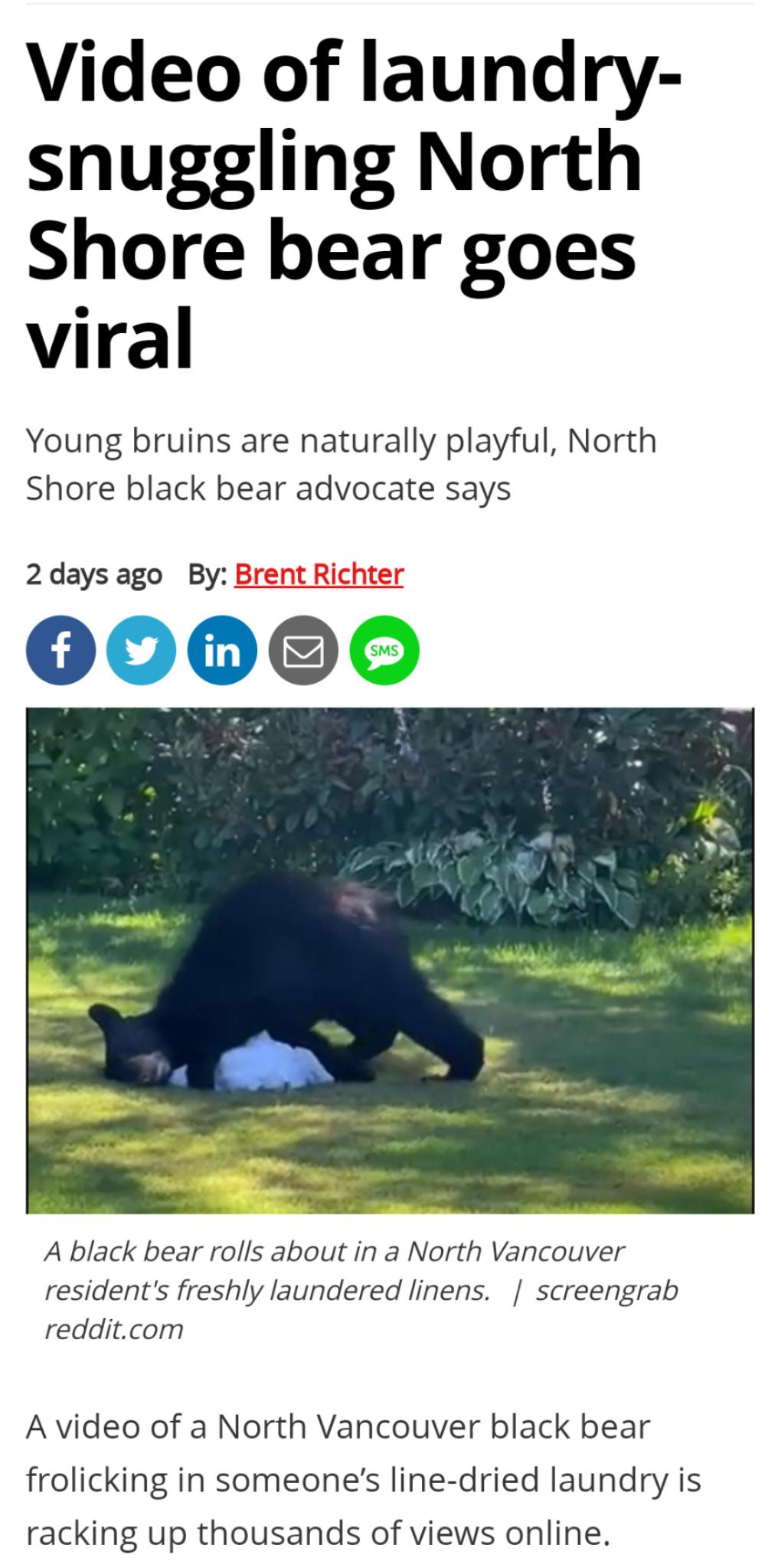 Video of laundry snuggling North Shore bear goes viral Young bruins are naturally playful North Shore black bear advocate says 2 days ago By Brent Richter 0 A black bear rolls about in a North Vancouver residents freshly laundered linens screengrab redditcom A video of a North Vancouver black bear frolicking in someones line dried laundry is racking up thousands of views online