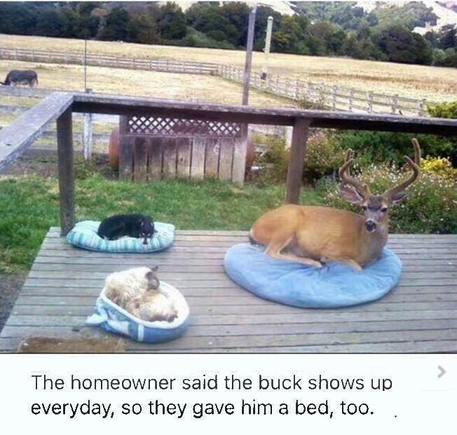 The homeowner said the buck shows up everyday so they gave him a bed too