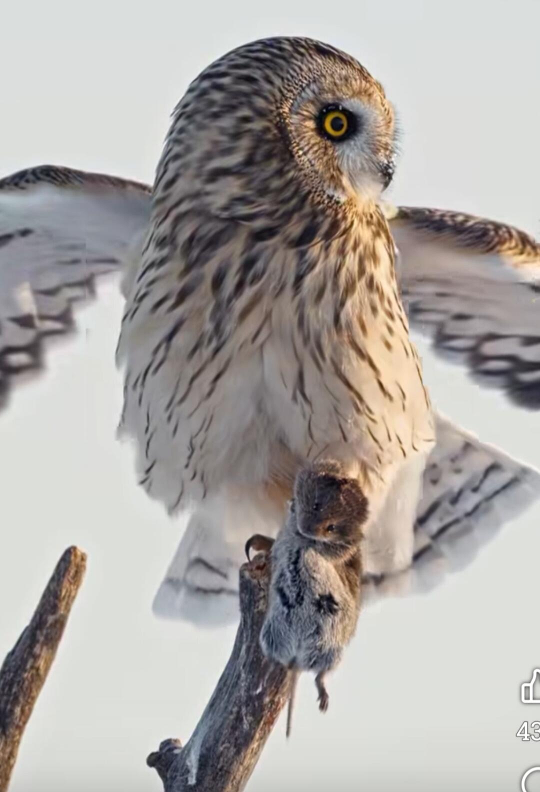 A short-eared owl is perched on a branch, holding a mouse in its talons. The owl is looking to the right with its yellow eyes.