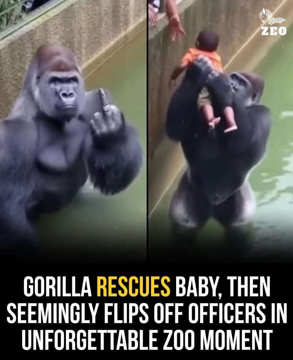 GORILLA RESCUES BABY, THEN SEEMINGLY FLIPS OFF OFFICERS IN UNFORGETTABLE ZOO MOMENT