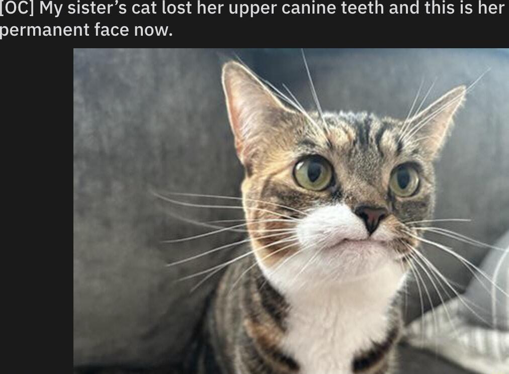 OC My sisters cat lost her upper canine teeth and this is her permanent face now