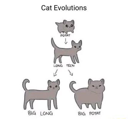 Cat Evolutions e BG LonG