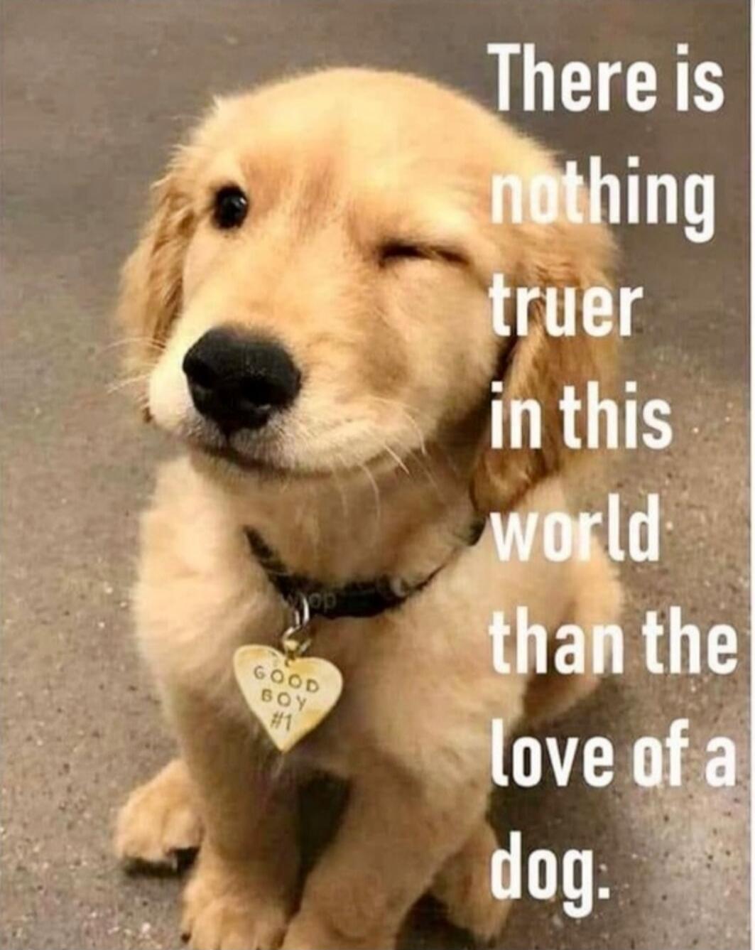 There is nothing truer in this world than the love of a dog. GOOD BOY #1