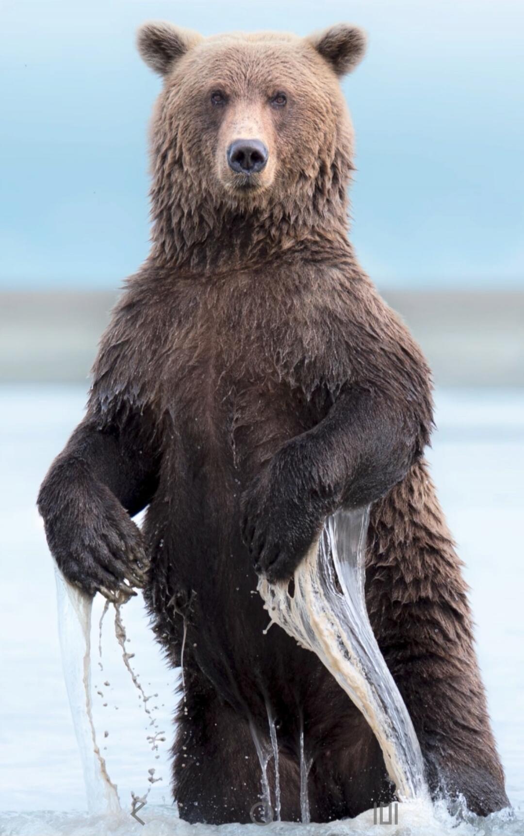 A brown bear standing upright in icy water with hanging ice strips.