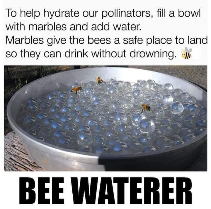 To help hydrate our pollinators fill a bowl with marbles and add water Marbles give the bees a safe place to land so they can drink without drowning BEE WATERER