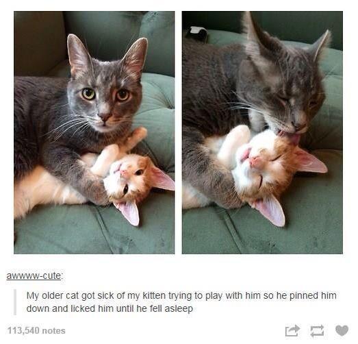 My older cat wn and licked him until he fell aslg
