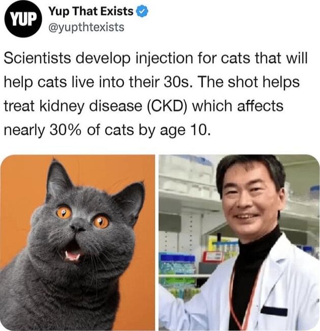 Yup That Exists yupthtexists Scientists develop injection for cats that will help cats live into their 30s The shot helps treat kidney disease CKD which affects nearly 30 of cats by age 10