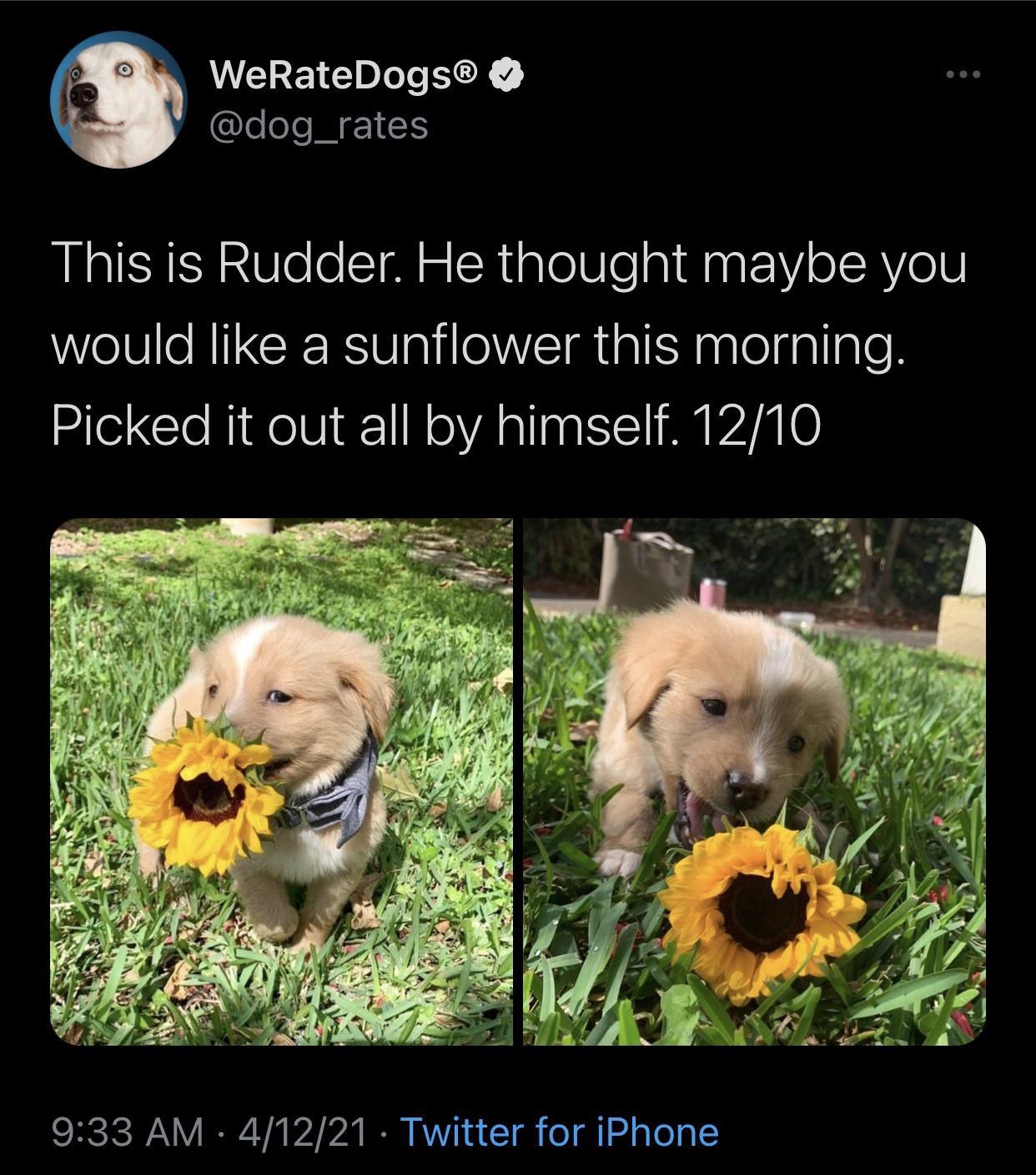 9 WEREE LR 2 Cleel MG This is Rudder He thought maybe you would like a sunflower this morning Picked it out all by himself 1210 CNCICIVANY I Vi 12 b N RV o T oY gl 1 24 g Yo 9