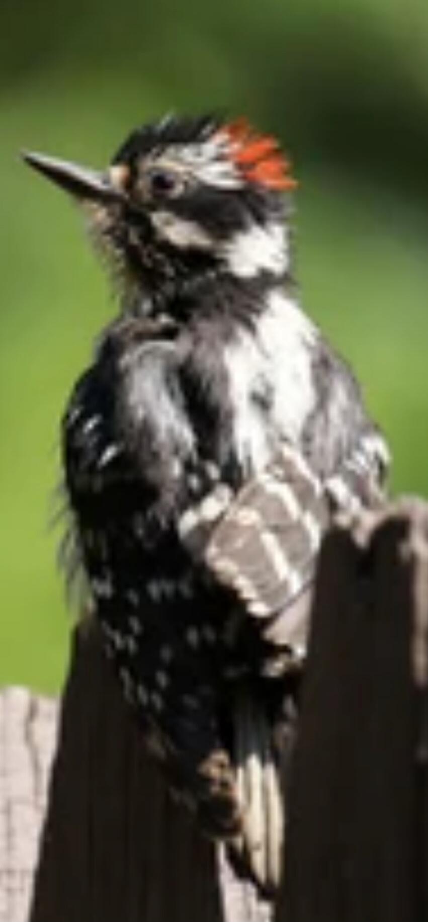 A small black and white bird with a red crest perched on a wooden fence post.