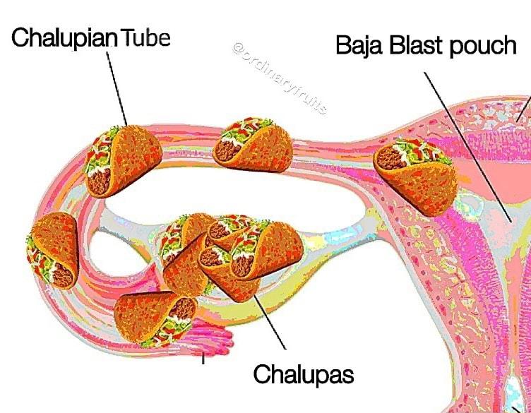 Chalupian Tube o Baja Blast pouch