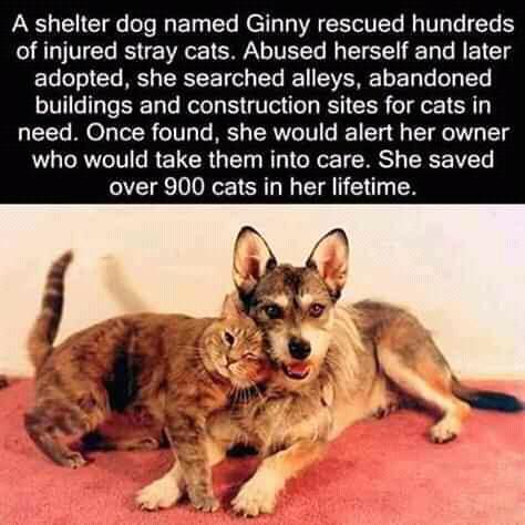 A shelter dog named Ginny rescued hundreds of injured stray cats Abused herself and later L leT o CTe MRS RS T ol TTe B 1M 1o o Ty To Ty TTe buildings and construction sites for cats in need Once found she would alert her owner who would take them into care She saved over 900 cats in her lifetime