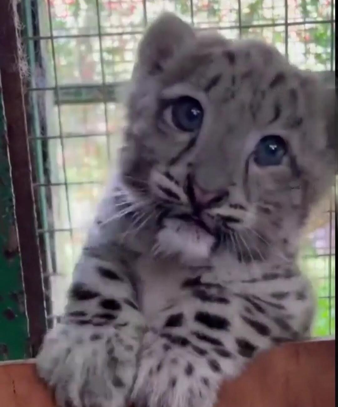Tiger cub behind bars looking at the camera.