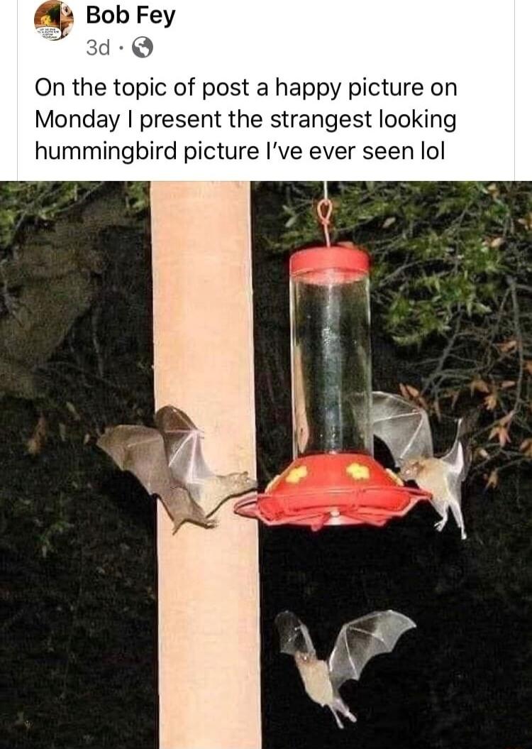 On the topic of post a happy picture on Monday present the strangest looking hummingbird picture Ive ever seen lol